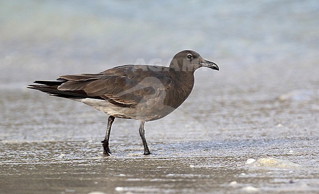 Lava Gull (Leucophaeus fuliginosus) on the Galapagos islands, Ecuador. The rarest gull in the world. Immature standing on the beach. stock-image by Agami/Dani Lopez-Velasco,