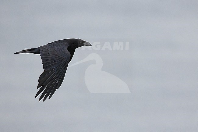Northern Ravem (Corvus corax), adult in flight, Hornøya, Finnmark, Norway stock-image by Agami/Saverio Gatto,