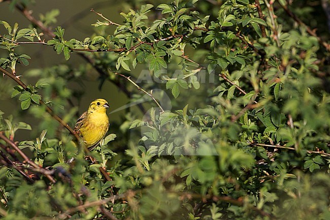 Yellowhammer (Emberiza citrinella citrinella) in Germany. Sitting in a roadside hedge. stock-image by Agami/Ralph Martin,