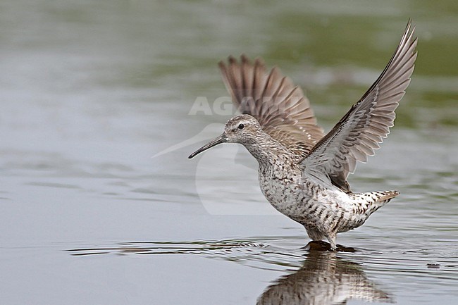 Adult Stilt Sandpiper (Calidris himantopus) moulting to winter plumage stock-image by Agami/Ian Davies,