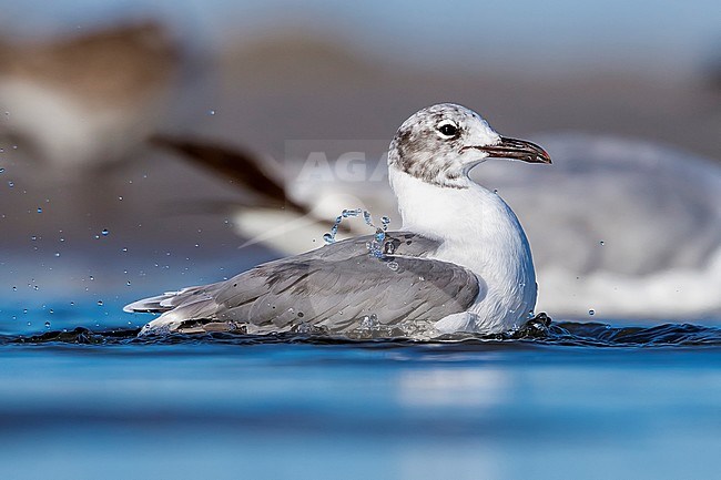 Laughing Gull have a bath on a beach, North Wildwood, New Jersey. August 2016. stock-image by Agami/Vincent Legrand,