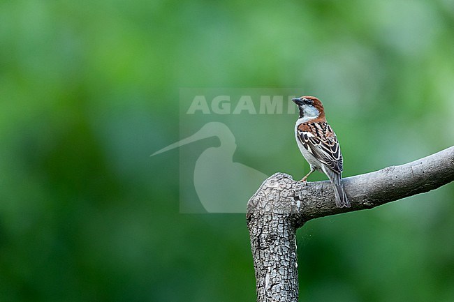 An adult male Russet Sparrow (Passer cinnamomeus ssp. intensior) perching in a branch stock-image by Agami/Mathias Putze,