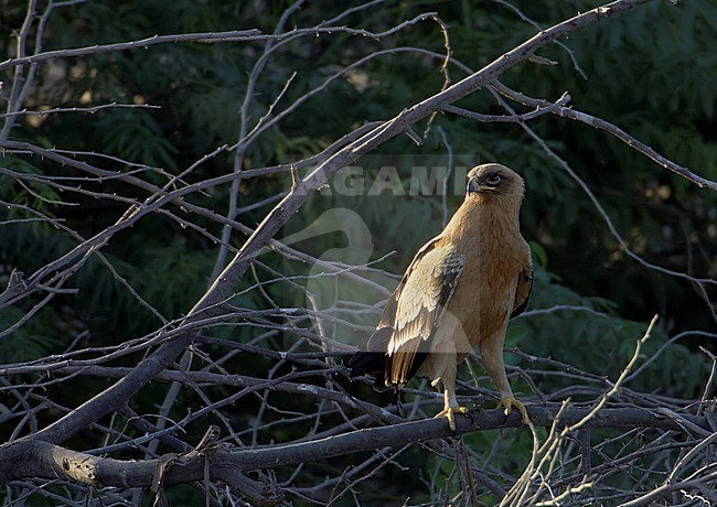 Greater Spotted Eagle juv. pale morph (Aquila clanga) Sultanate of Oman November 2004 stock-image by Agami/Markus Varesvuo,