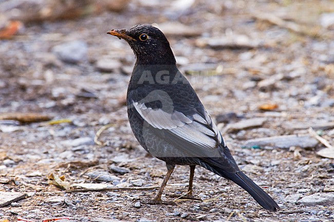Grijsvleugelmerel, Grey-winged Blackbird, Turdus boulboul stock-image by Agami/Marc Guyt,