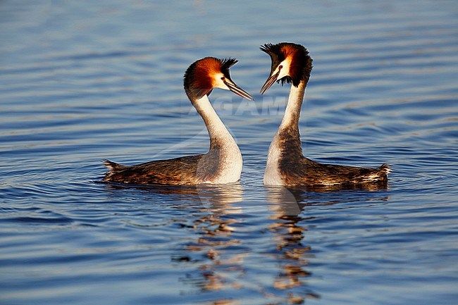 Fuut; Great Crested Grebe; stock-image by Agami/Chris van Rijswijk,