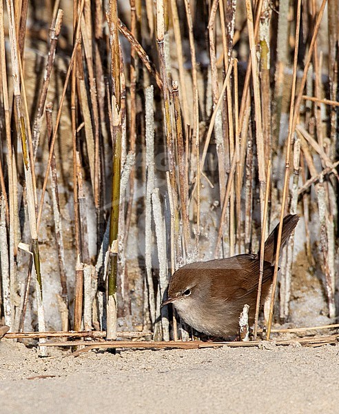 Wintering Cetti's Warbler (Cettia cetti) in Berkheide dunes, south of Katwijk, Netherlands. stock-image by Agami/Marc Guyt,