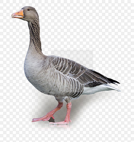 Greylag Goose - Graugans - Anser anser ssp. anser, Germany, adult standing on ice. stock-image by Agami/Ralph Martin,
