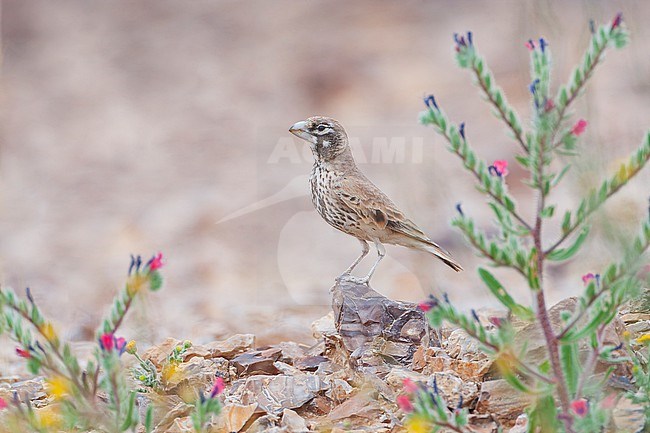 Thick-billed Lark (Ramphocoris clotbey) walking in the southern Negev desert, Israel. stock-image by Agami/Marc Guyt,