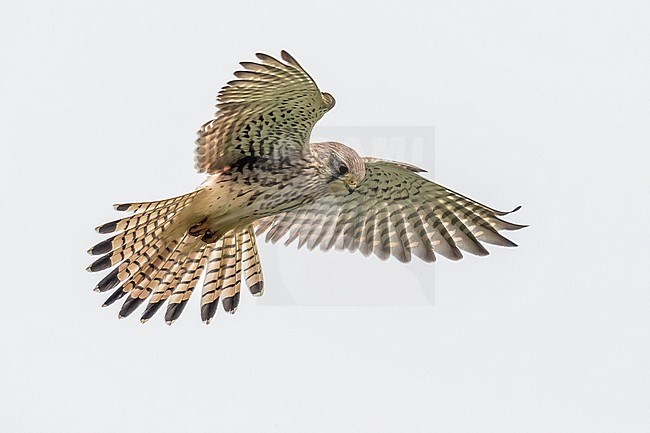 Juvenile male Common Kestrel (Falco tinnunculus tinnunculus) hovering over het Zwin, Retranchement, Zeeland, the Netherlands. stock-image by Agami/Vincent Legrand,