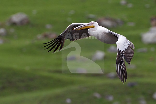 Volwassen Roze Pelikaan in vlucht, Adult Great White Pelican in flight stock-image by Agami/Daniele Occhiato,