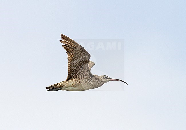  stock-image by Agami/Pete Morris,