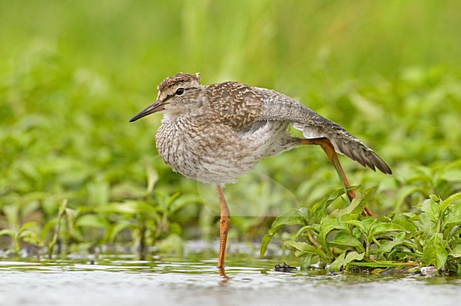 Juveniele Tureluur; Juvenile Common Redshank stock-image by Agami/Hans Germeraad,