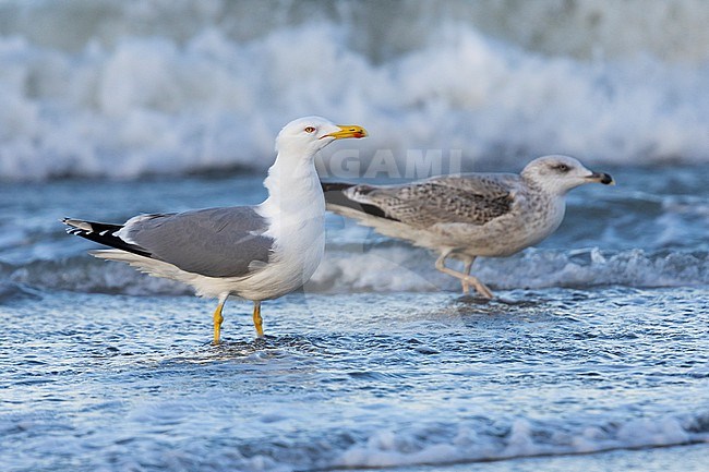 Yellow-legged Gull (Larus michahellis), side view of two individuals standing in the water, Campania, Italy stock-image by Agami/Saverio Gatto,