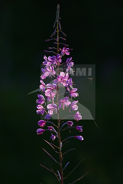 Mug bij bloem, Mosquito near flower stock-image by Agami/Menno van Duijn,