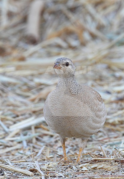 Vrouwtje Arabische Woestijnpatrijs; Female Sand Partridge stock-image by Agami/Markus Varesvuo,