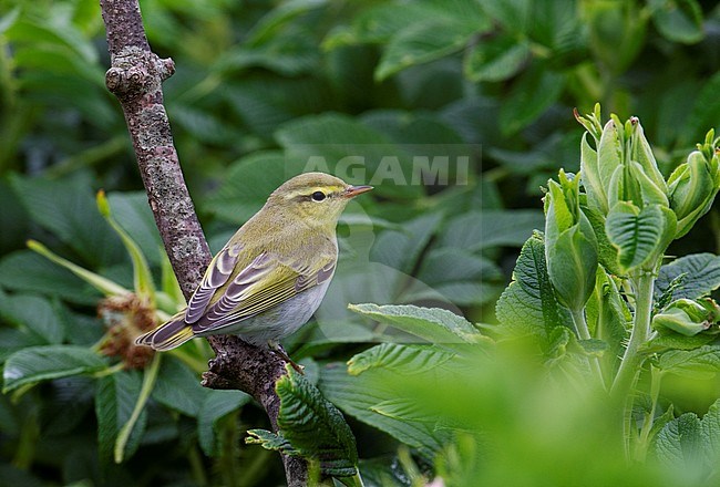Adult Wood Warbler (Phylloscopus sibilatrix) during autumn migration on the Shetlands islands, Scotland. stock-image by Agami/Hugh Harrop,