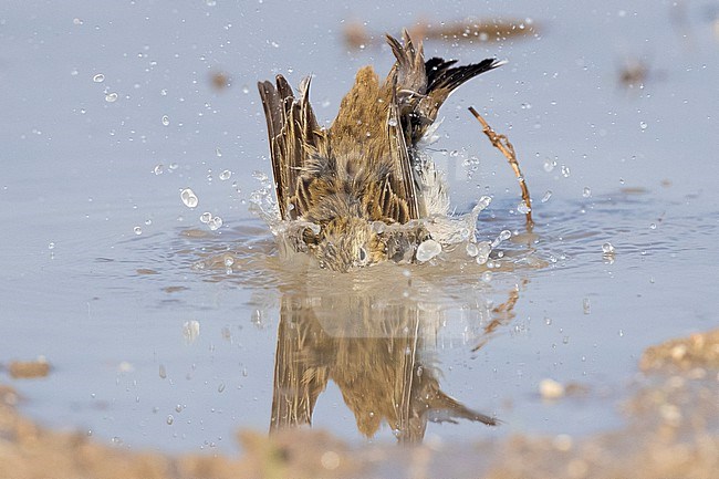 Meadow Pipit (Anthus pratensis), individual taking a bath, Campania, Italy stock-image by Agami/Saverio Gatto,