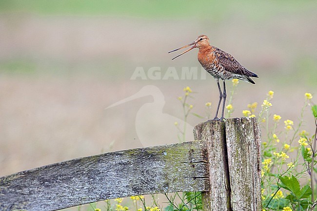 Grutto, Black-tailed Godwit, Limosa limosa stock-image by Agami/Menno van Duijn,