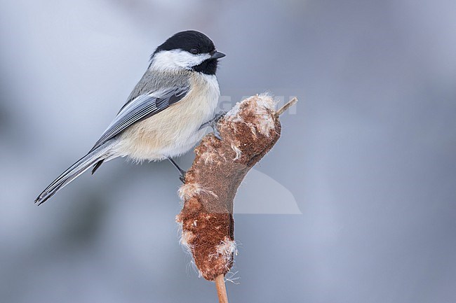 Black-capped Chickadee (Poecile atricapillus) Perched on a branch in Minnesota stock-image by Agami/Dubi Shapiro,