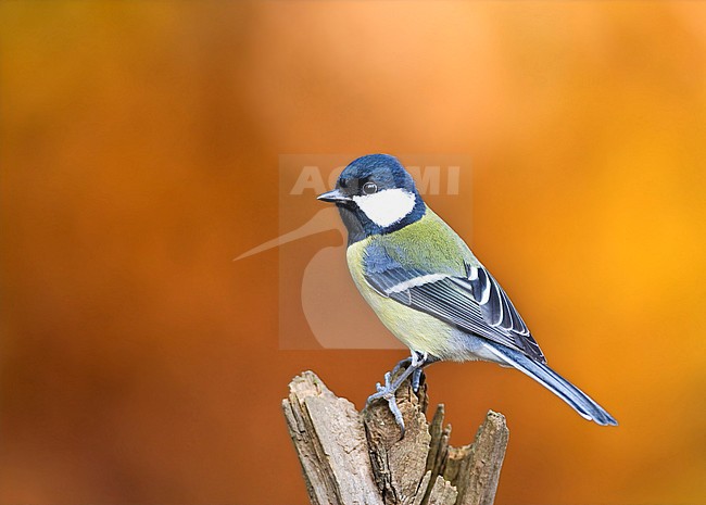 Great Tit (Parus major) perched on stump of a tree in the Netherlands with an autumn colored background. stock-image by Agami/Marc Guyt,