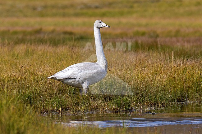 Icelandic Whooper Swan swimming on a pool in Austurland, Iceland. August 22, 2018. stock-image by Agami/Vincent Legrand,