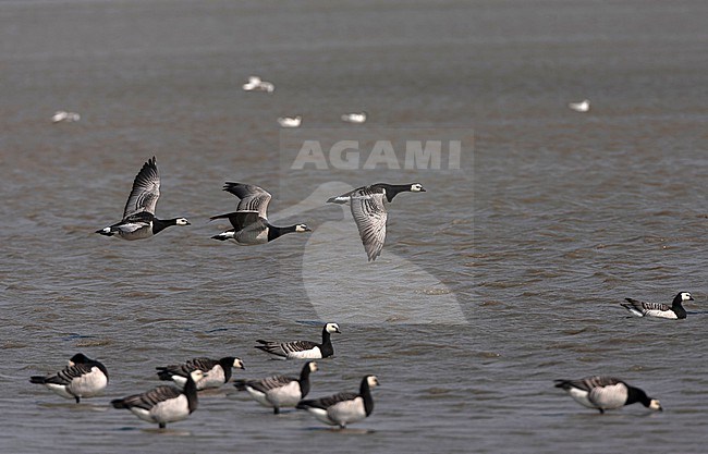 Wintering Barnacle Goose (Branta leucopsis) in the Netherlands. stock-image by Agami/Marc Guyt,