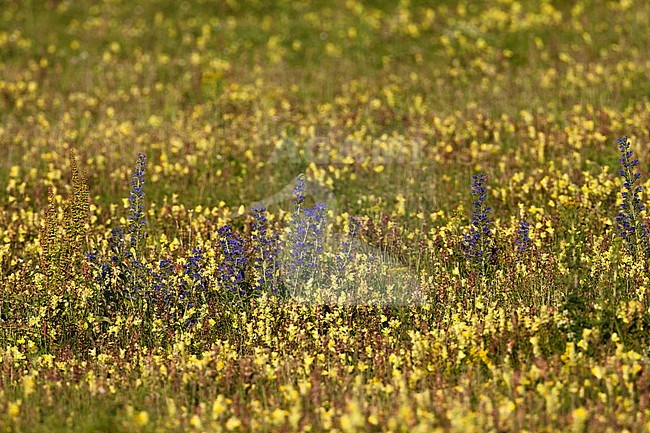 Field of Greater Yellow Rattle (Rhinanthus angustifolius) at Lentevreugd in summer stock-image by Agami/Marc Guyt,