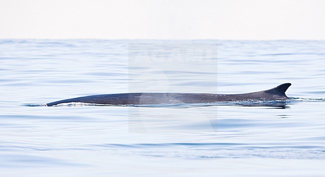 Gewone vinvis; Fin whale stock-image by Agami/Marc Guyt,