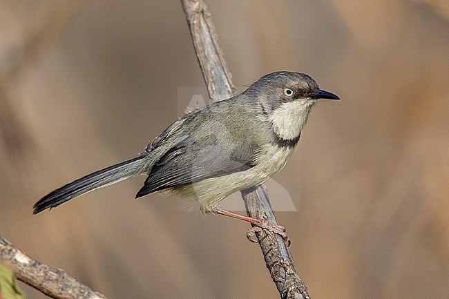 Bar-throated Apalis (Apalis thoracica) at Johannesburg, South Africa. stock-image by Agami/Tom Friedel,