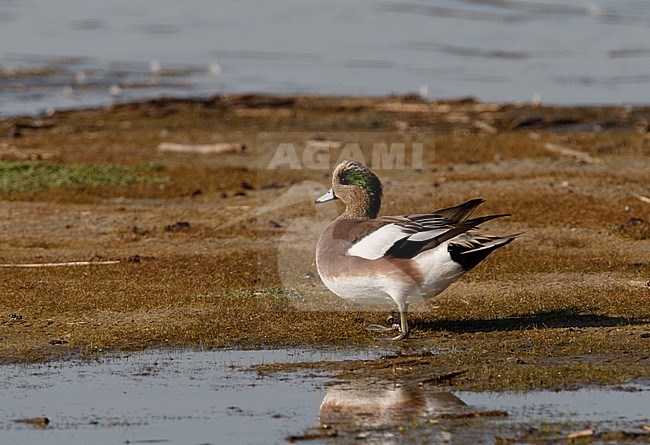 American Wigeon, Anas americana, at Cape May, New Jersey, USA stock-image by Agami/Helge Sorensen,