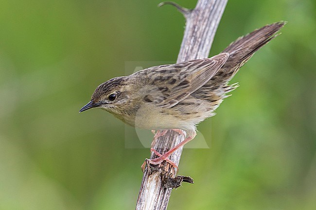 Sprinkhaanzanger; Grasshopper Warbler; Locustella naevia straminea stock-image by Agami/Daniele Occhiato,