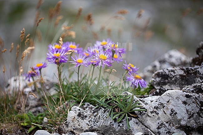 Alpine aster, Aster alpinus stock-image by Agami/Wil Leurs,