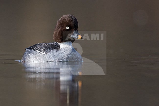 Common Goldeneye - Schellente - Bucephala clangula ssp. clangula, Germany, adult female stock-image by Agami/Ralph Martin,
