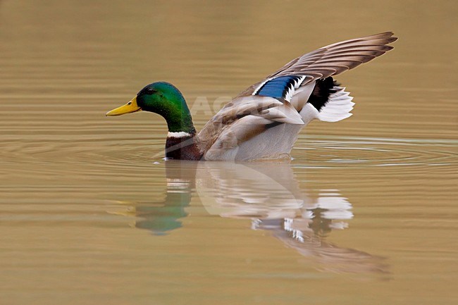 Mannetje Wilde Eend zwemmend; Male Mallard swimming stock-image by Agami/Daniele Occhiato,