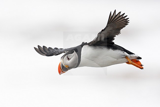 Volwassen Papegaaiduiker in de vlucht; Adult Atlantic Puffin in flight stock-image by Agami/Markus Varesvuo,