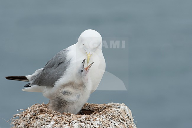 Drieteenmeeuwmet kuiken op hets nest; Black-legged Kitiwake with chick on the nest stock-image by Agami/Han Bouwmeester,