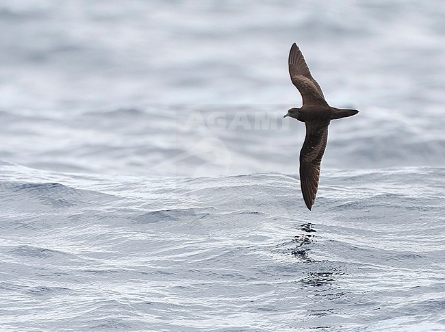 Bulwer's Petrel (Bulweria bulwerii) flying over the Atlantic Ocean off Madeira, Portugal. stock-image by Agami/Marc Guyt,