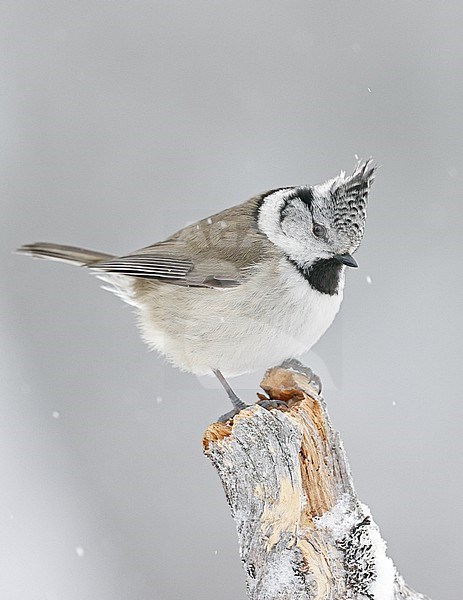 Crested Tit (Parus christatus) in taiga forest near Kuhmo in Finland. stock-image by Agami/Markus Varesvuo,
