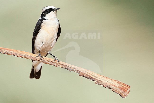 Vittata Pied Wheatear (Oenanthe pleschanka vittata) at KM20, near Eilat, Israel. First record for Israel stock-image by Agami/Marc Guyt,