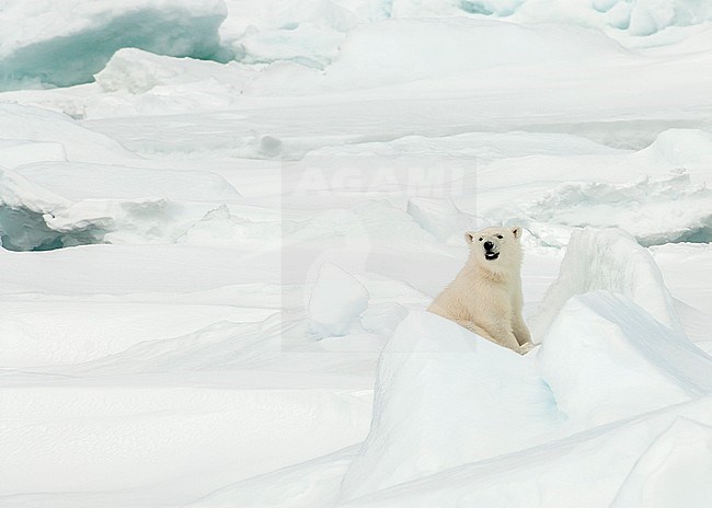 Young Polar bear (Ursus maritimus) watching the tourists stock-image by Agami/Roy de Haas,