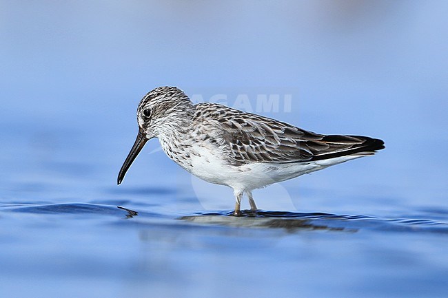 Immature Broad-billed Sandpiper (Limicola falcinellus) at Hyères, France. stock-image by Agami/Aurélien Audevard,