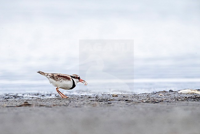 Black-fronted Dotterel (Elseyornis melanops) in wetland in New Zealand. Foraging on the shore of a lake. stock-image by Agami/Marc Guyt,