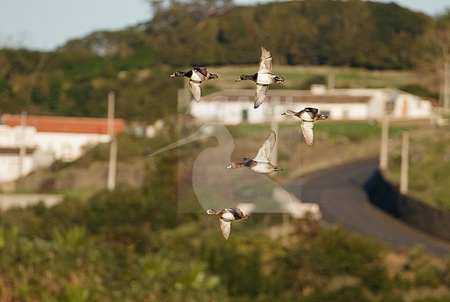 Male Redhead (Aythya americana) flying with four Ring-necked Ducks on the Azores. stock-image by Agami/Josh Jones,
