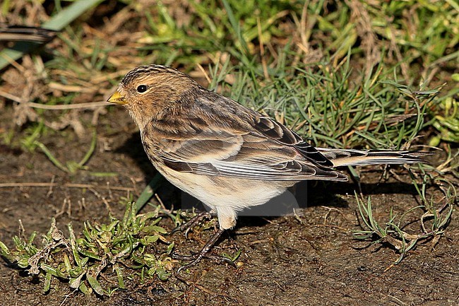 Twite (Carduelis flavirostris), standing, seen from the side. stock-image by Agami/Fred Visscher,