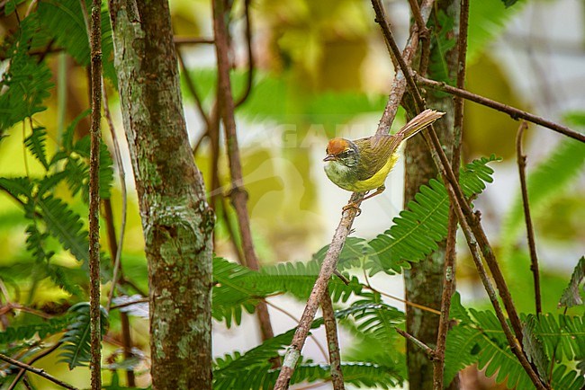 Mountain Tailorbird (Phyllergates cucullatus) perched in its habitat, Bukit Fraser, Malaysia stock-image by Agami/Tomas Grim,