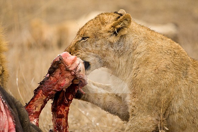 Jonge Afrikaanse Leeuw; Young African Lion, Panthera leo stock-image by Agami/Marc Guyt,