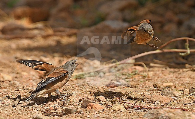 Yemen Linnet (Linaria yemenensis) in Saudi Arabia. Two linnets fighting together. stock-image by Agami/Eduard Sangster,