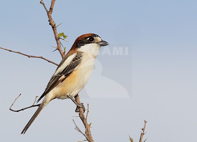 Volwassen Roodkopklauwier; Adult Woodchat Shrike stock-image by Agami/Markus Varesvuo,