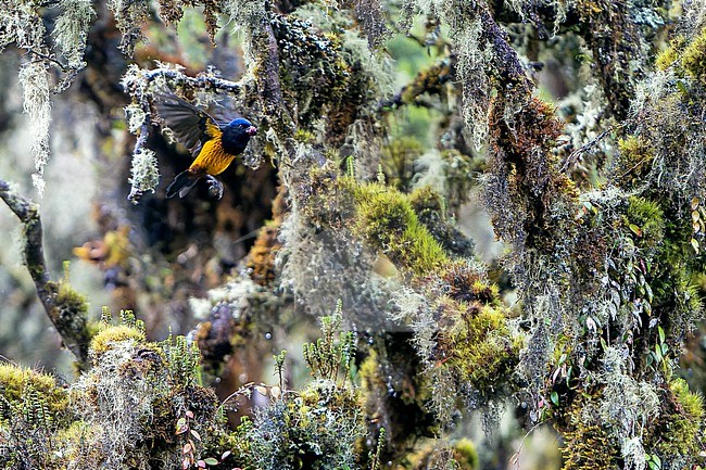 Golden-backed mountain tanager (Cnemathraupis aureodorsalis) in Central Peru. stock-image by Agami/Dani Lopez-Velasco,