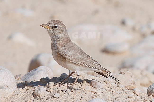 Desert Lark (Ammomanes deserti saturata) taken the 26/02/2023 at Ash Shuwaymiyyah - Oman. stock-image by Agami/Nicolas Bastide,